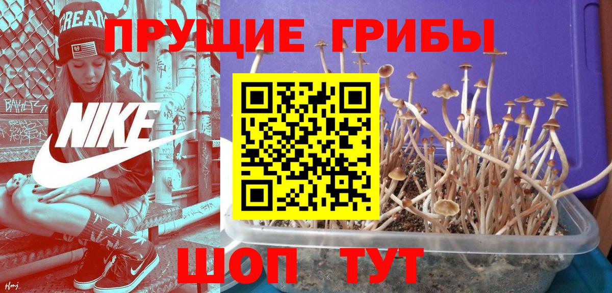 Псилоцибиновые грибы GOLDEN TEACHER  Галлюциногенные грибы прущие грибы  Усть-Джегута  Вход с VPN 